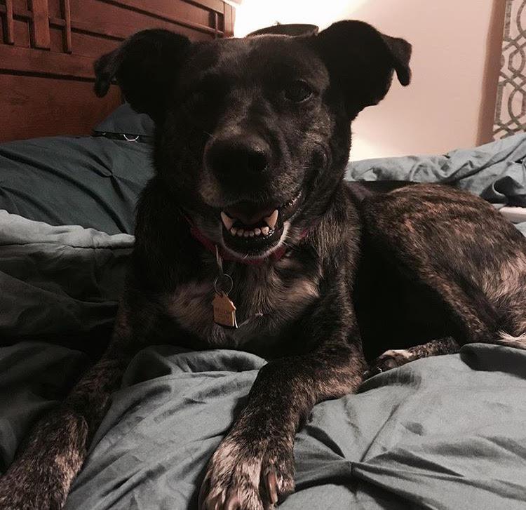 A black dog smiles from on top of a blanket.