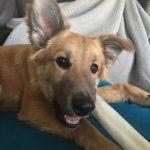 A brown dog with one ear up and one ear down