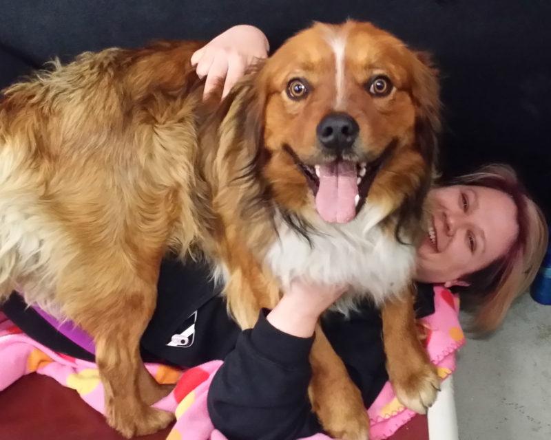 A brown dog lays on top of a woman. Both are smiling and looking at the camera.