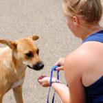 A woman holds a partially closed hand in front of a brown medium-sized dog. The pose implies her hand has a treat in it, and the dog is waiting.