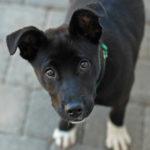 A black dog with white paws and big perky ears standing straight up