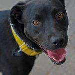 A black dog with a yellow collar