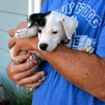 The chest of a man holding a black and white puppy in his arms.