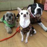 Three dogs wearing sweaters look up. One is a small shaggy dog with a green sweater. The one in the middle is a small chihuahua in a leopard print sweater. The dog on the right is a big dog with a black and white face, wearing a leopard sweater that matches the chihuahua's.