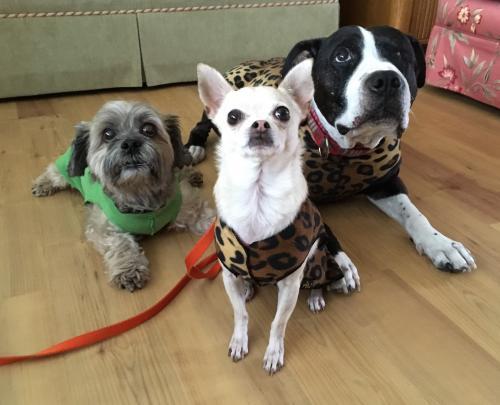 Three dogs wearing sweaters look up. One is a small shaggy dog with a green sweater. The one in the middle is a small chihuahua in a leopard print sweater. The dog on the right is a big dog with a black and white face, wearing a leopard sweater that matches the chihuahua's.