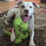 A white dog smiles with a long tongue hanging out of his mouth. He is cuddling a green stuffed animal.