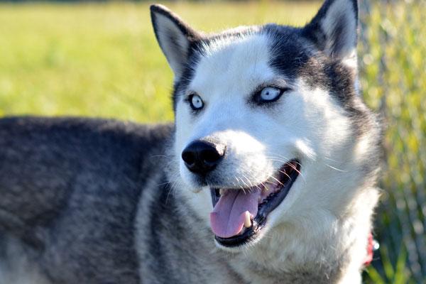 A white and grey husky looks off to the side.