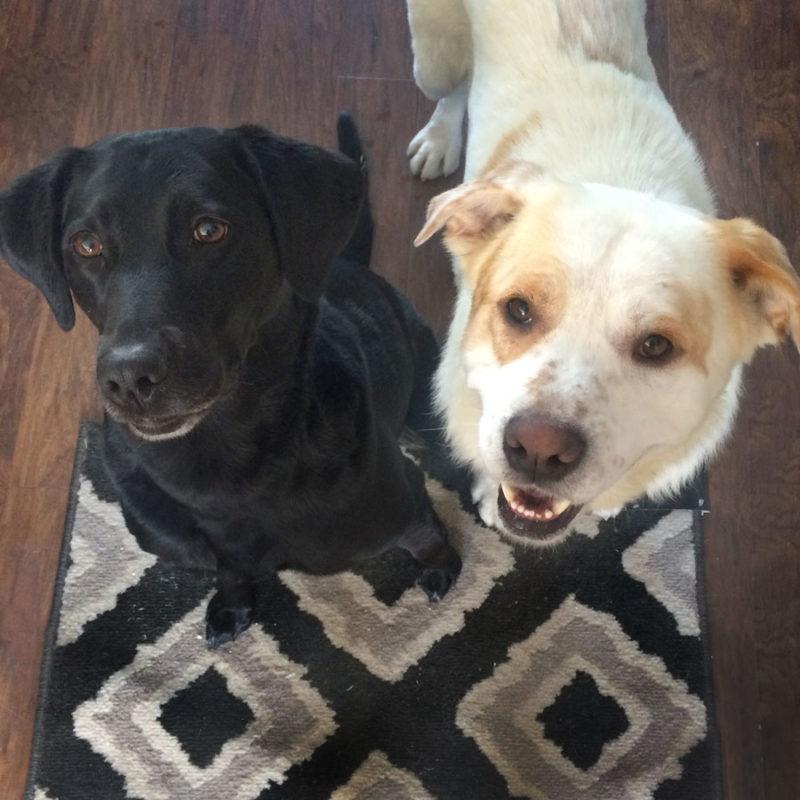 Two dogs stare up at the camera, anticipating a treat. One is all black, and the other has yellowish fur.