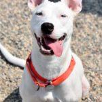 A happy white dog with perky ears faces the camera. Its long tongue hangs out the side of its mouth.