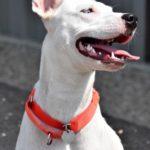 A white dog with perky ears stares off to the side