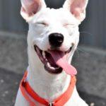 A happy white dog with perky ears faces the camera. Its eyes are closed, and its long tongue hangs out the side of its mouth.