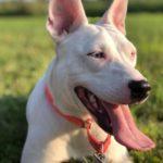 A white dog with perky ears lays with its tongue out on the grass