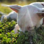 A white dog with perky ears lays with its head in the grass
