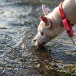 A white dog with perky ears drinks from a stream