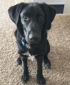 A black dog stares up at the camera