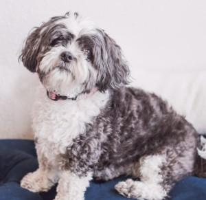 A small fluffy white and dark grey dog