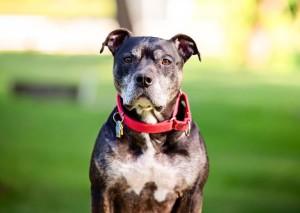 A brown dog with a red collar