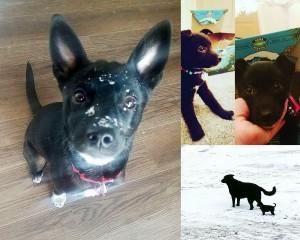 A collage of a black dog