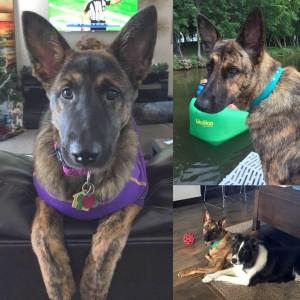 A collage of a brown speckled dog with perky ears