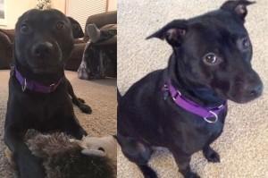 Two pictures of the same black dog wearing a purple collar