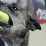A black dog holds a tennis ball firmly in his mouth.
