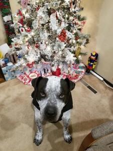 A black and white dog stands in front of a Christmas tree