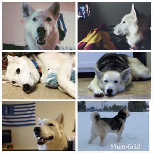 A collage of a white dog