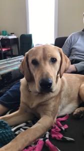 A tan dog lays on a couch with a person in the background