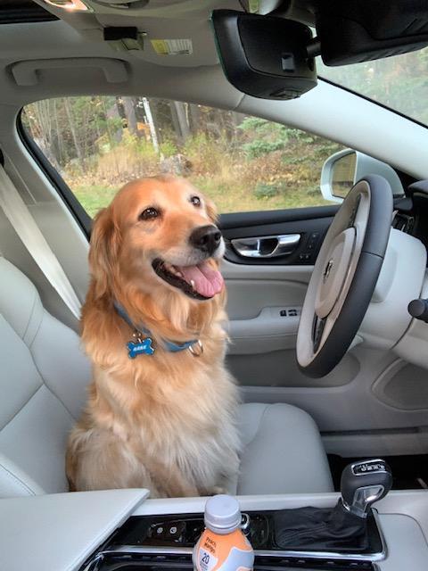 A golden retriever sits in the driver's seat of a car