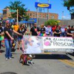Many people walk down a street during a parade. They are accompanied by dogs. The banner in front of the group says "4 Luv of Dog Rescue."