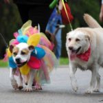 Two 4 Luv of Dog Rescue dogs walk down a sidewalk. One is wearing a big colorful tutu.