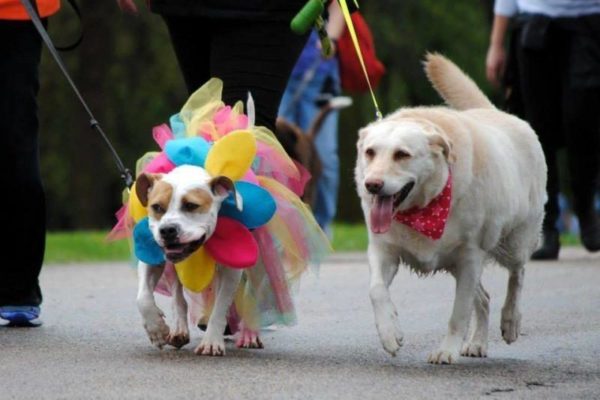 Two 4 Luv of Dog Rescue dogs walk down a sidewalk. One is wearing a big colorful tutu.