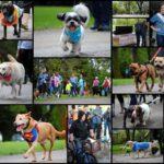 A collage of dogs and volunteers walking in a parade