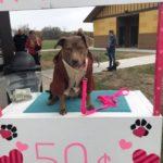 A brown dog sits on top of a kissing booth