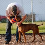 A man bends forward to hug a brown dog while holding a ball. They are on some sort of baseball or softball field.