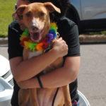 A woman gives a huge hug to a brown dog wearing a colorful lei.