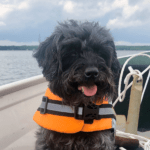 A black dog wears a bright orange life vest on a boat. A lake can be seen in the background.