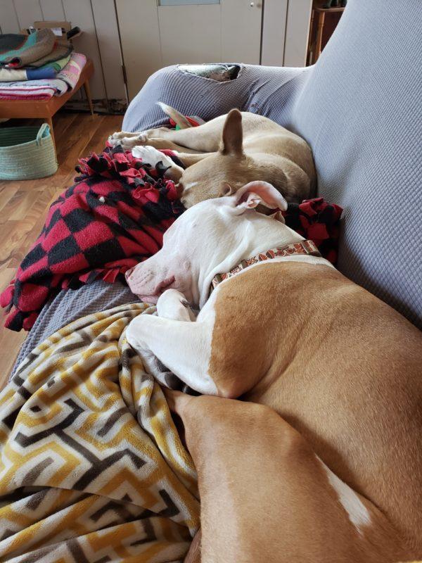 Two brown dogs lay together on a couch.