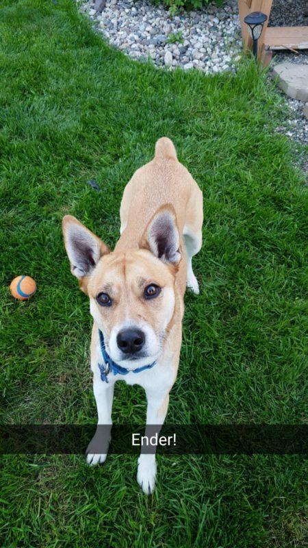 A brown dog stands on a grassy lawn and looks up at the camera