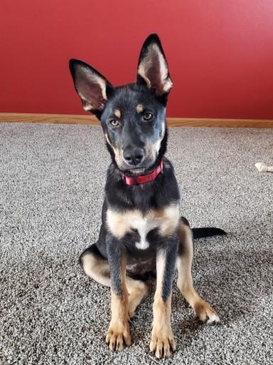 A black and brown dog with perky ears sits on the carpet with a bright red wall behind them