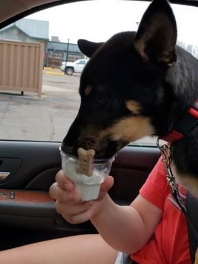 A black and brown dog with perky ears eats from a dish of ice cream