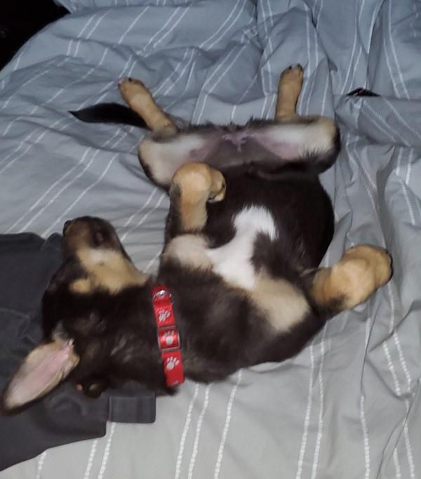 A black and brown dog with perky ears lays on its back on a grey comforter