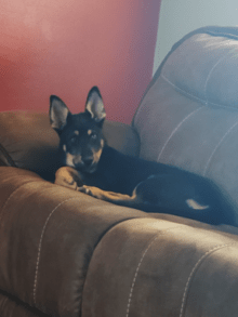 A black and brown dog with perky ears lays on a couch