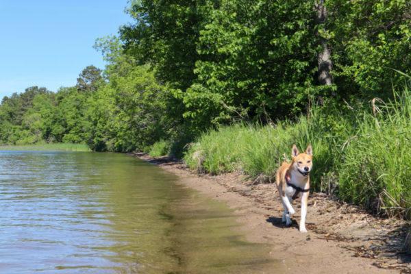 A brown dog runs along a lake shore