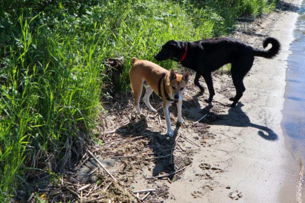 A black and brown dog stand alongside a lake shore