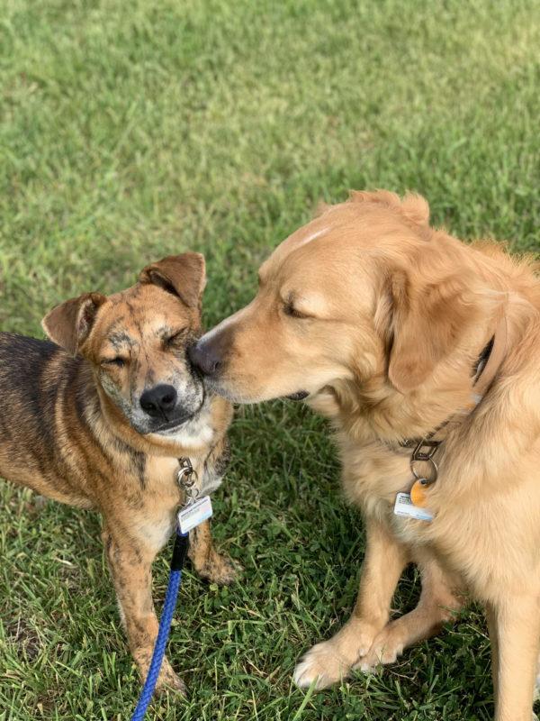 A golden retriever holds its snout against a smaller speckled dog's