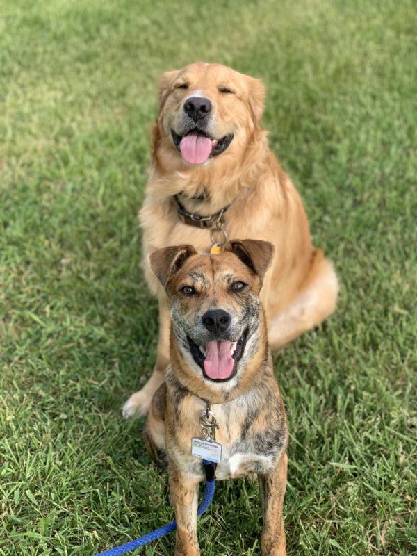 A golden retriever and small speckled dog sit on the grass and have big, open smiles