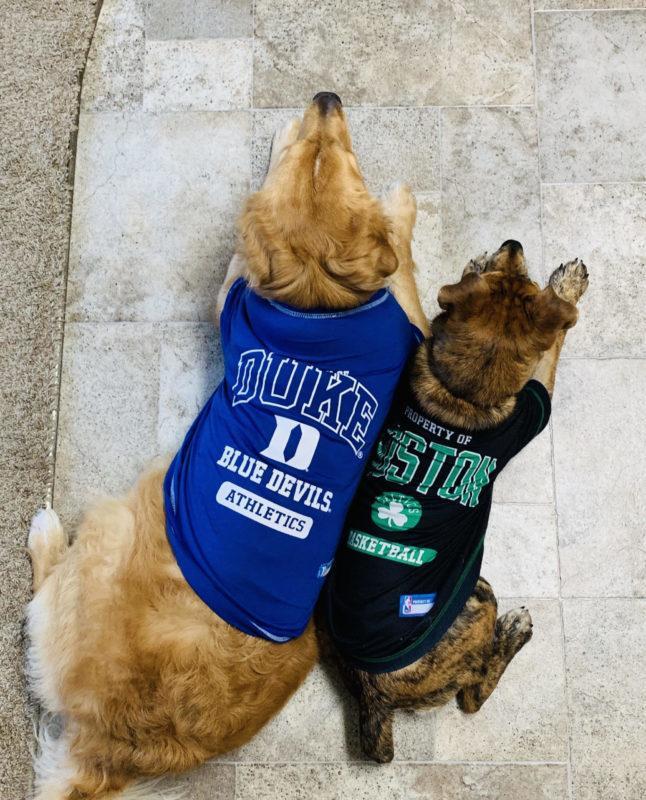 A golden retriever and brown speckled dog lay side by side wearing sports shirts (Duke Blue Devils Athletics and Boston Basketball)