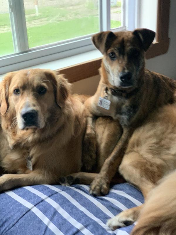 A brown speckled dog lays on top of a golden retriever