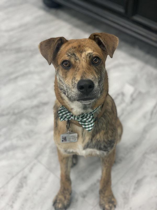 A small brown speckled dog wearing a checkered bow tie